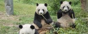 Chine Chine
