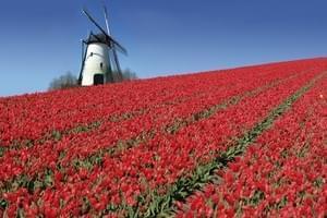 Les Pays-Bas