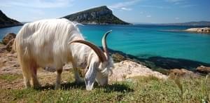 Se la couler douce en Sardaigne....