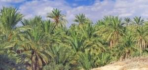 Tunisie