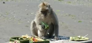 Bali Bali