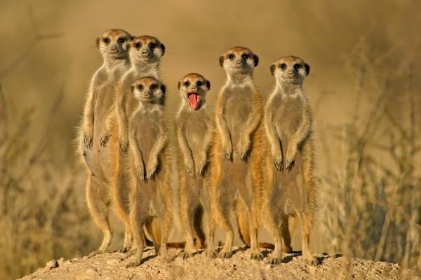 Réserve de faune du Dja