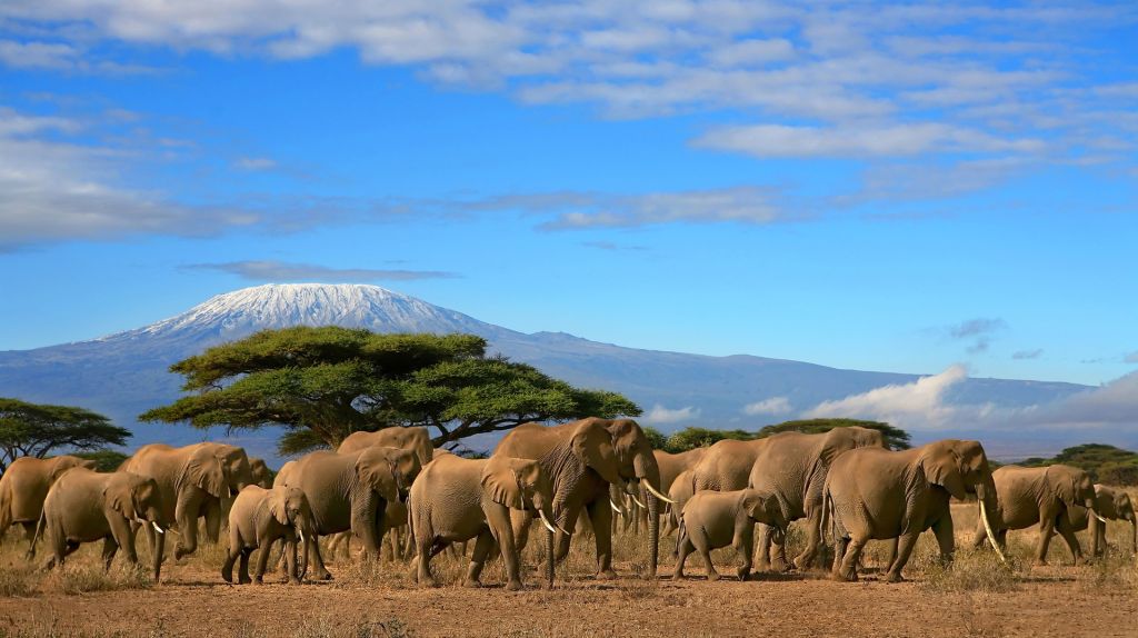 Photo Top 5 des destinations pour votre safari en Afrique