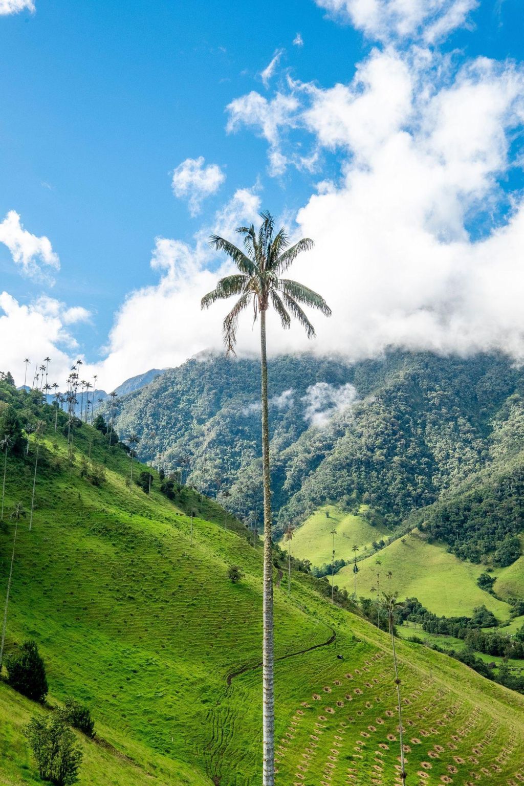 Photo Spécialités gastronomiques et culinaires Colombie