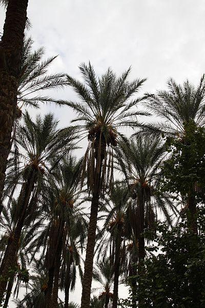 Photo La météo globale à Tozeur