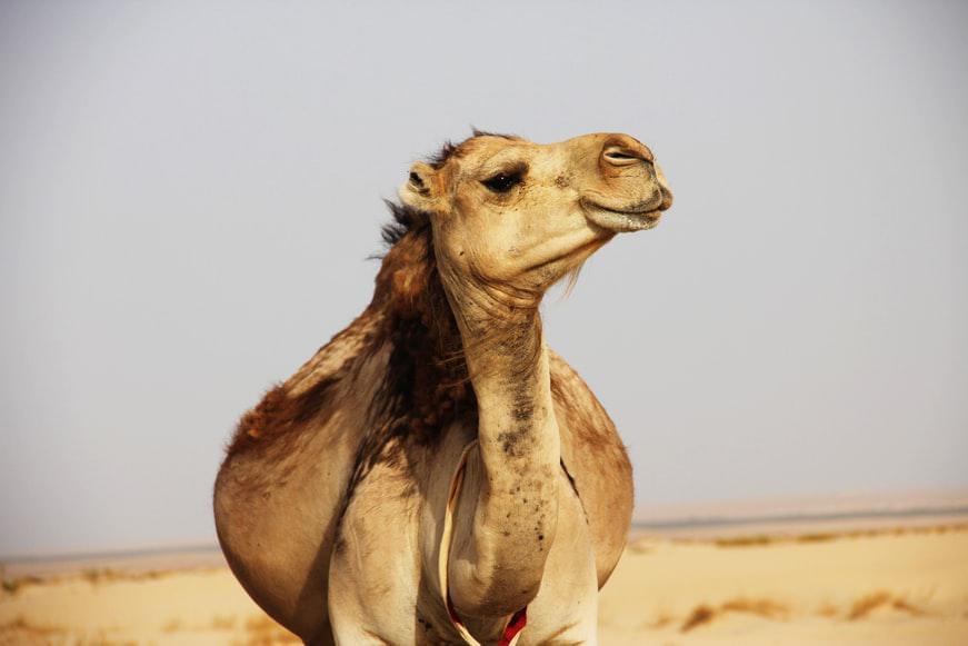 Photo Le taxi et les autres moyens de transport à Tozeur