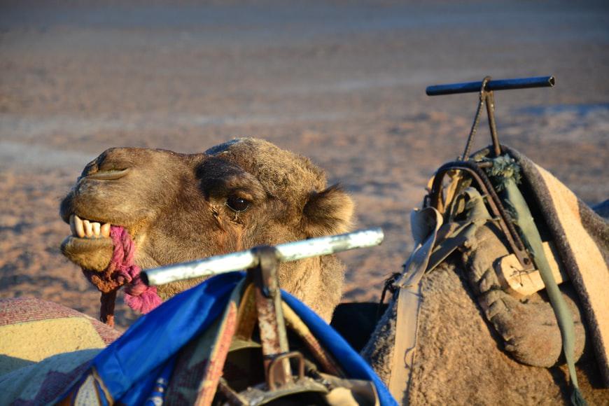 Photo Le bus à Ouarzazate