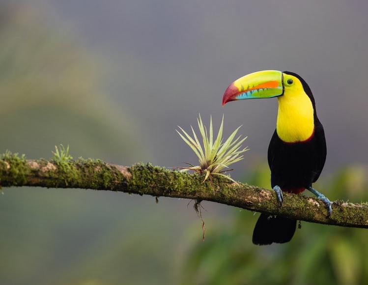 Photo Temps qu'il fera et températures au Costa Rica