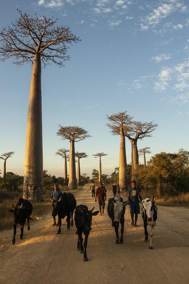 Photo Visa pour Madagascar
