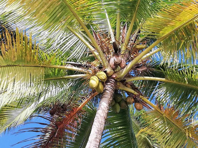 Photo Les spécialités culinaires Guadeloupe