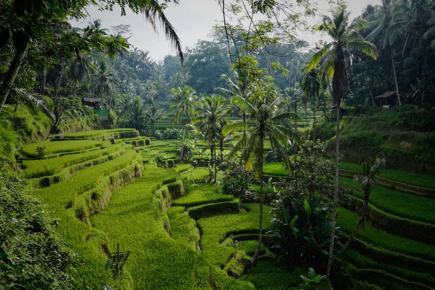 Photo Les spécialités culinaires Bali