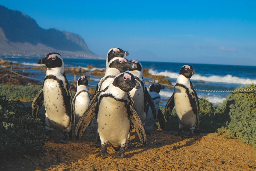 Photo Distance pour l'Afrique du Sud