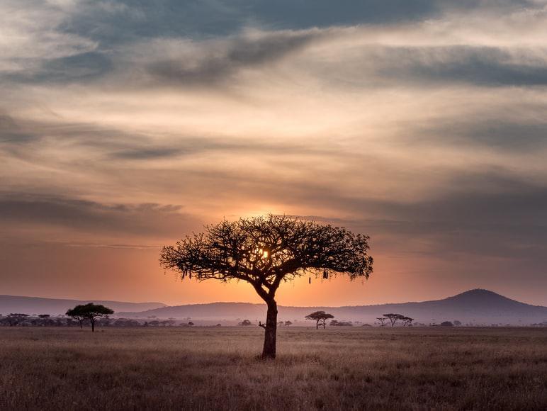 Photo Les spécialités culinaires Afrique du Sud : quels plats typiques?
