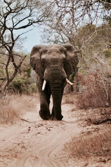 Photo Afrique, les conseils pour louer une voiture. Faites votre choix!