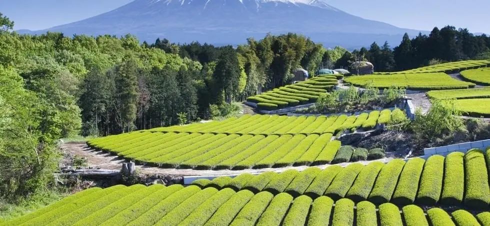 Photo Les 10 lieux incontournables de la région du Kansai au Japon