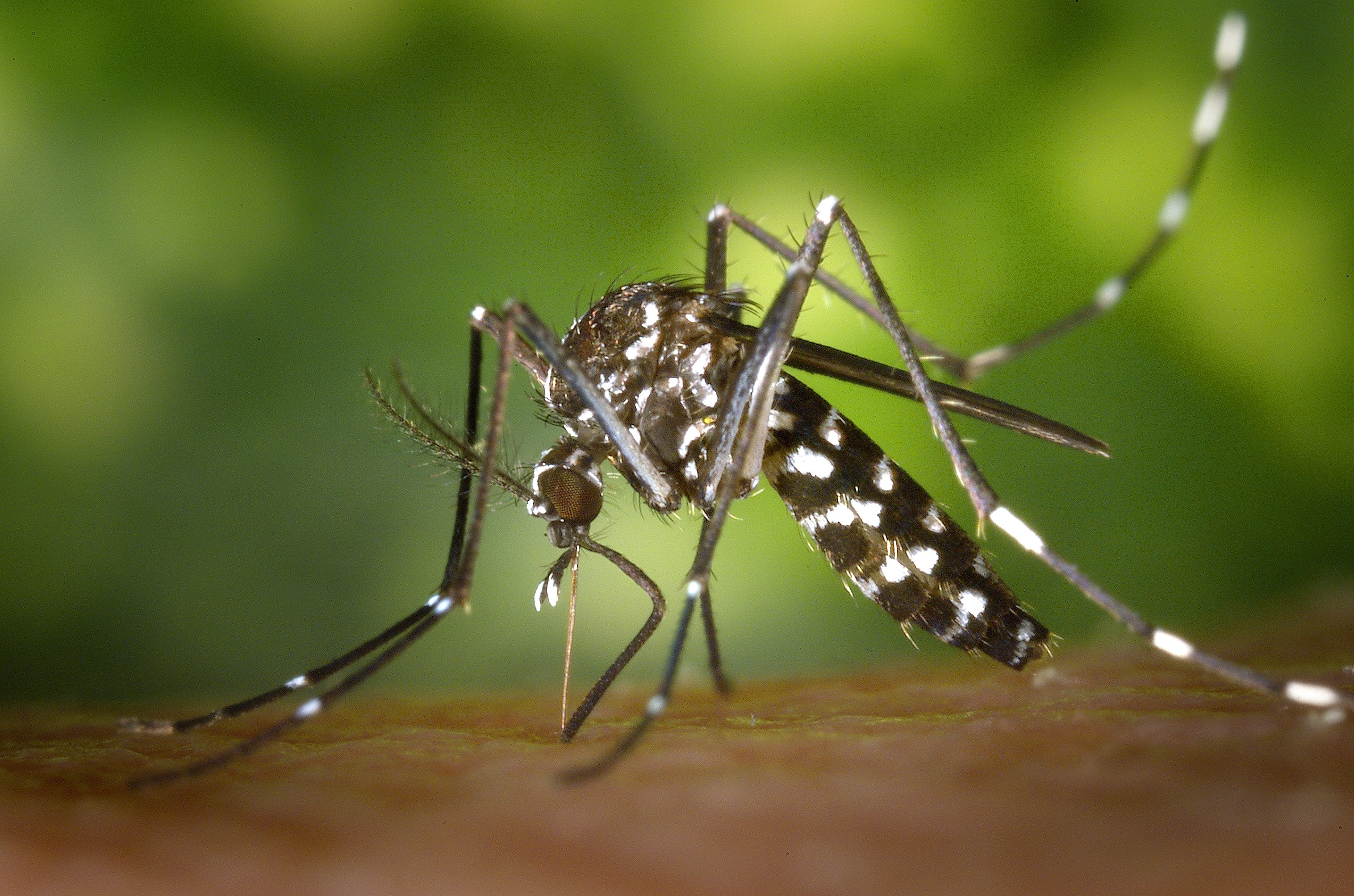 Photo Tout savoir sur le moustique : maladies, s’en protéger, voyager tranquille, les faire fuir…