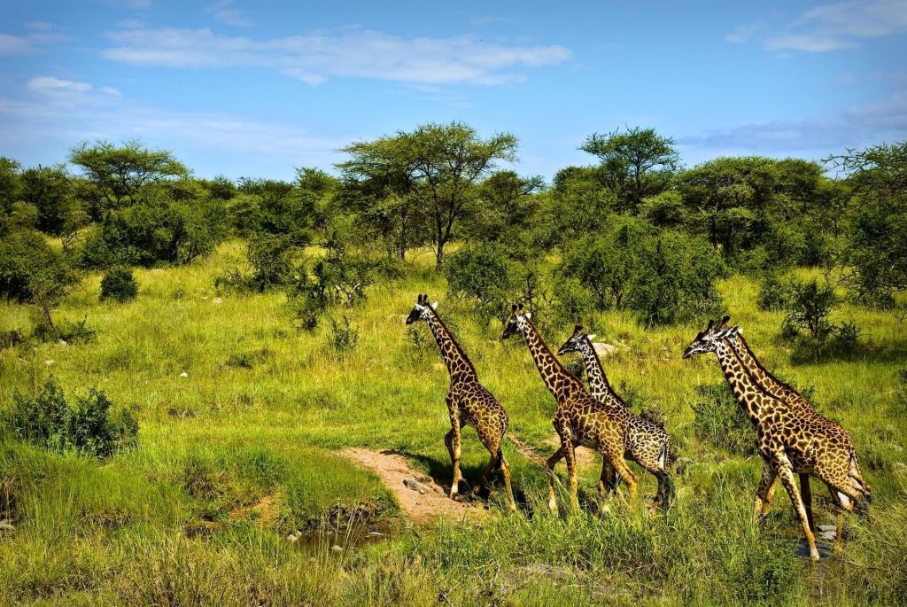 Okavango