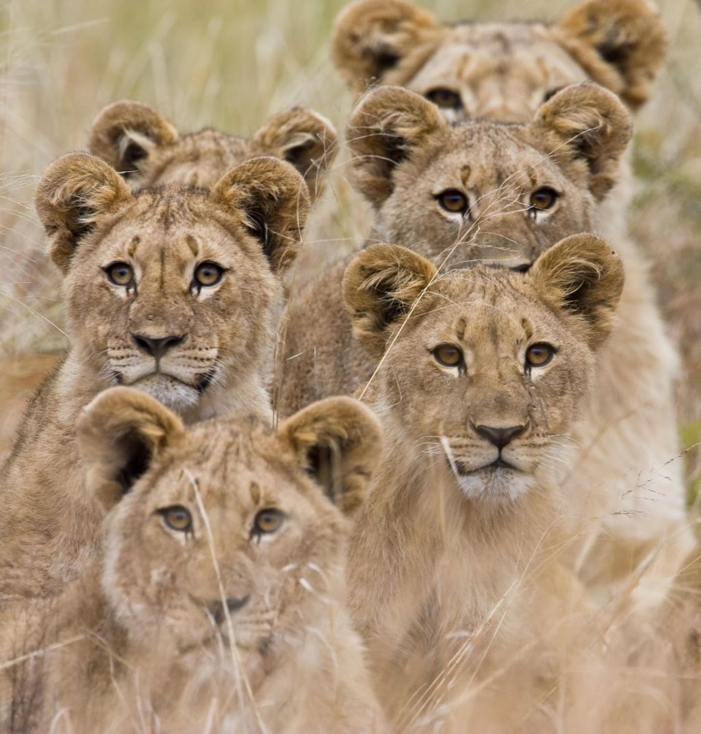Central Kalahari Game Reserve