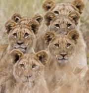 Photo Botswana