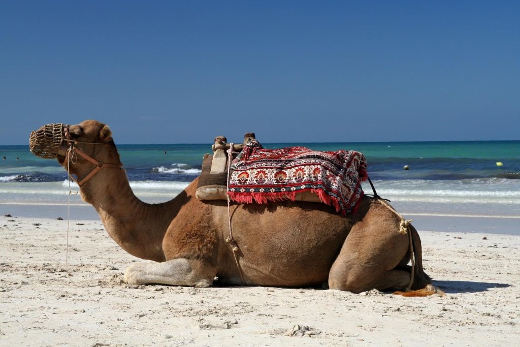 Ile de Djerba