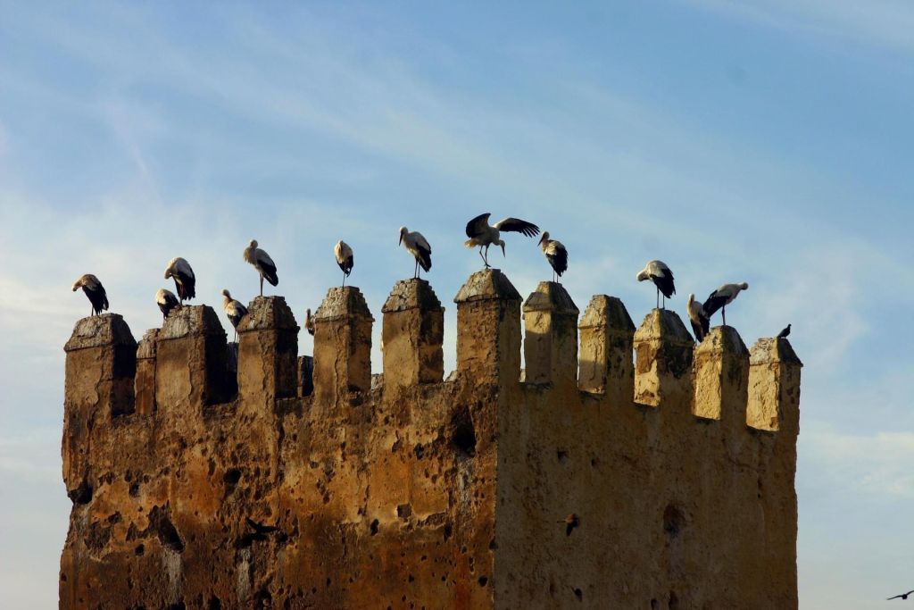 Fès