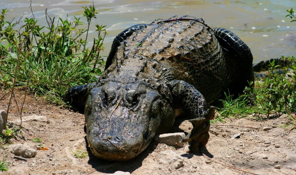 Le Parc national des Everglades