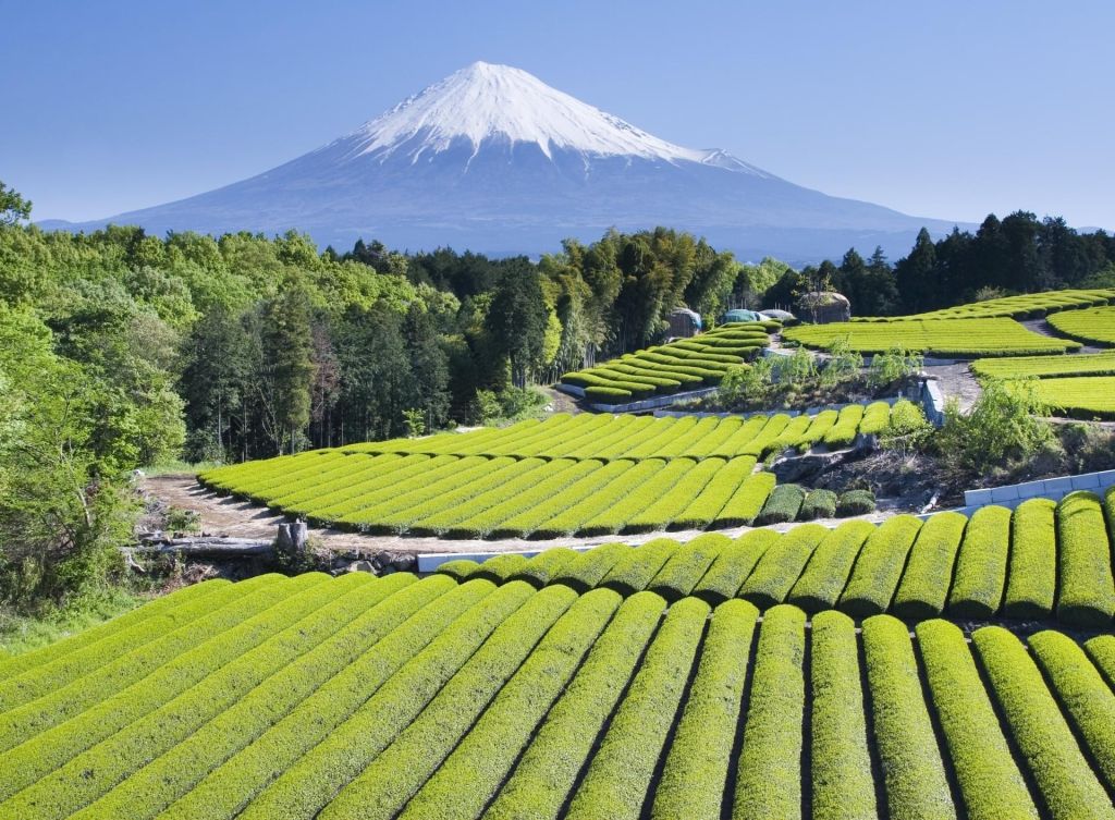 Le mont Fuji