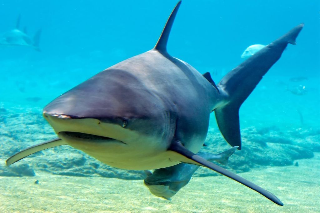 Les requins de la Réunion