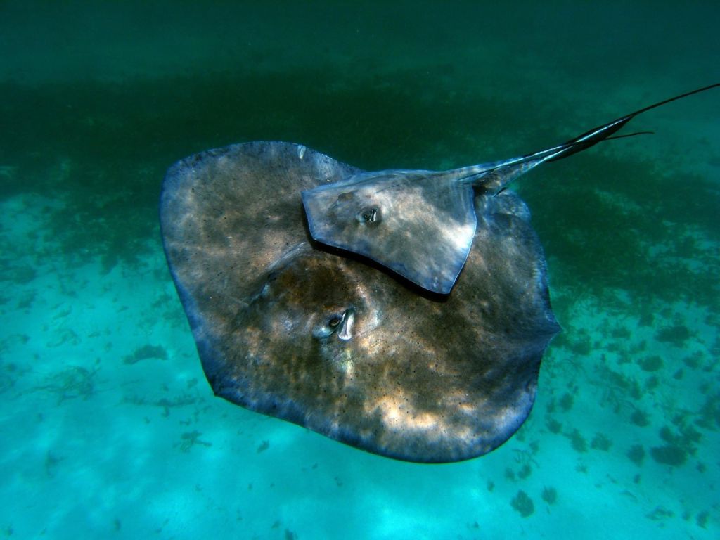 Plongée à Playa Del Carmen