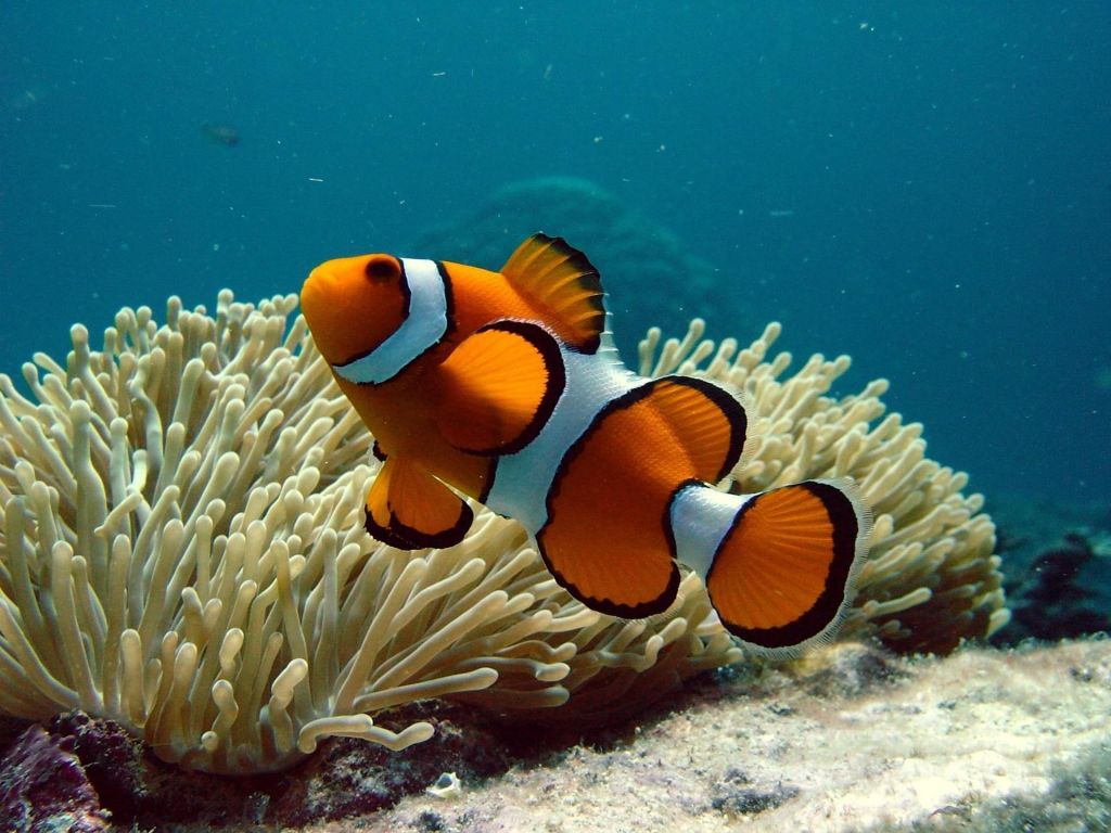 Plongée à Cozumel