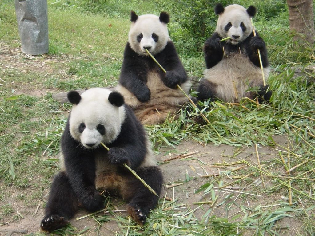 Découvrir le Sichuan