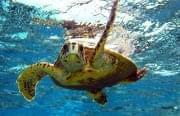 Photo Bahamas