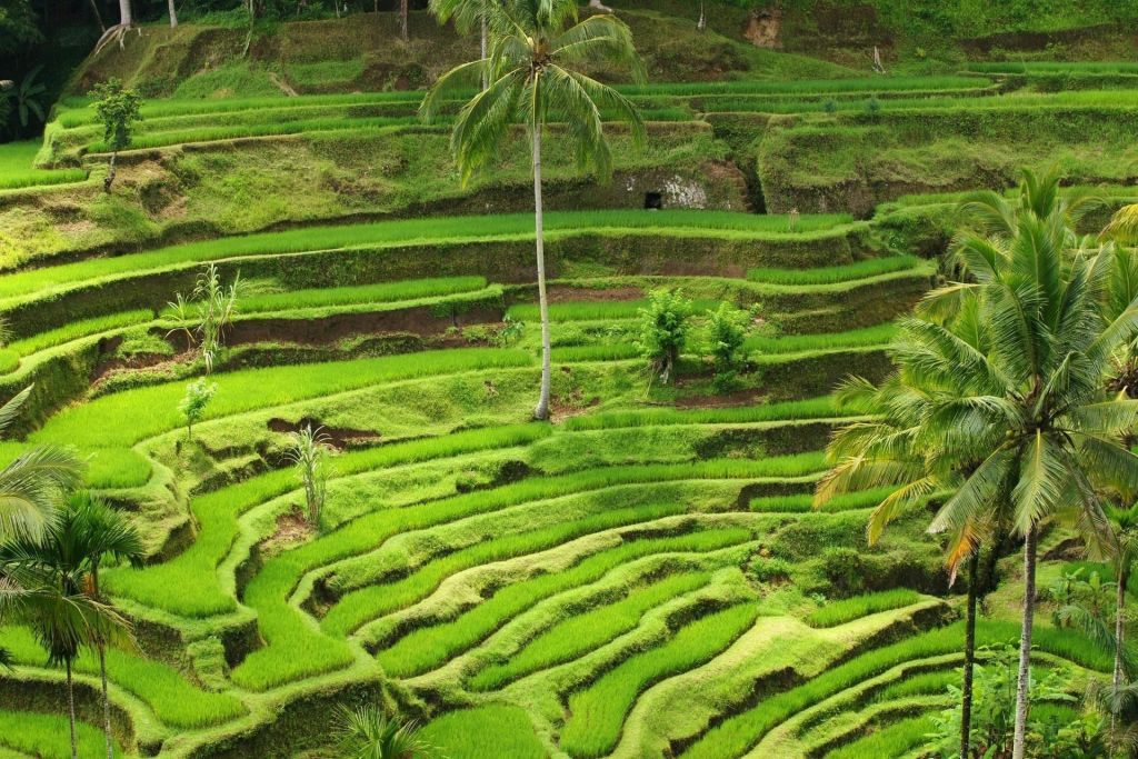 Bali