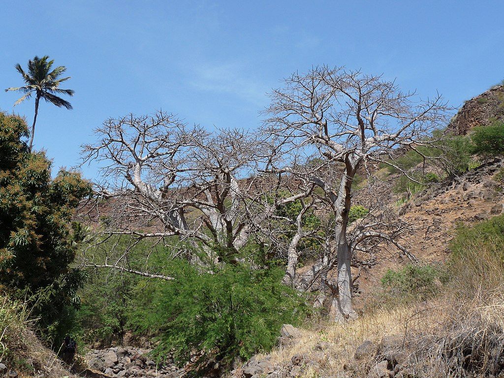 Baobabs dans la vallée de Ribeira Grande de Santiago CapVert