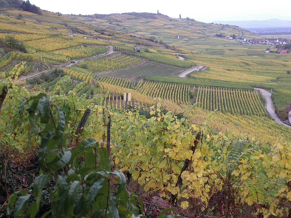 Vineyards in Kaysersberg Alsace France
