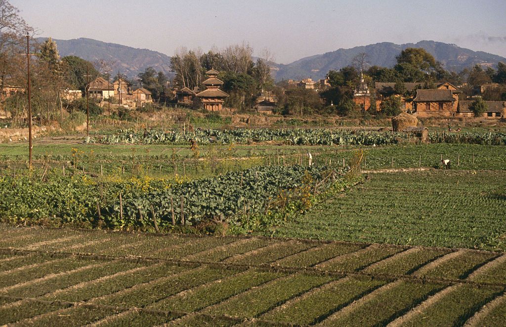 Champs dans la vallée de Katmandou