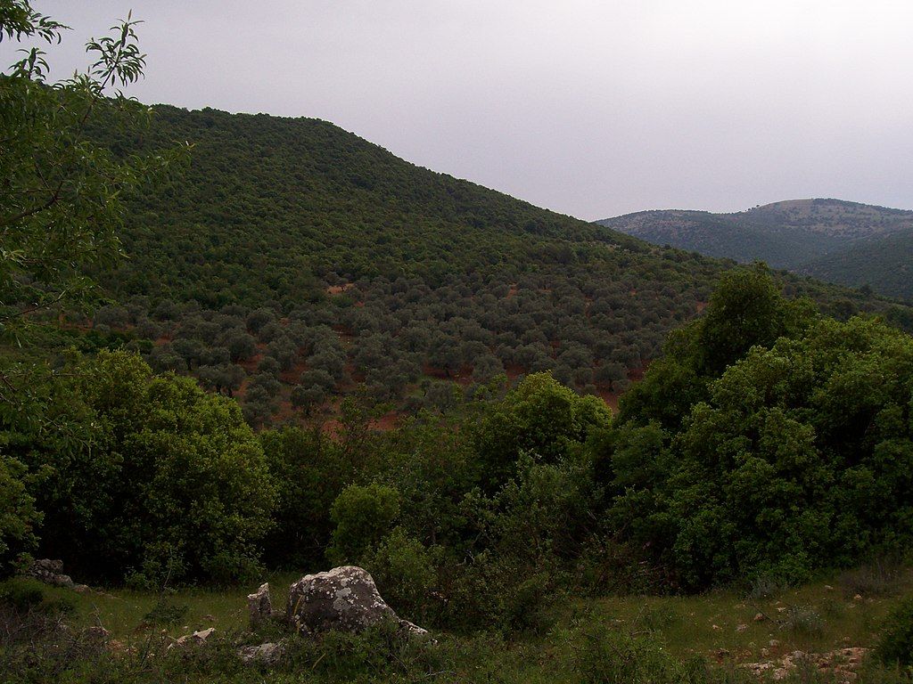 Les montagnes dAjlun