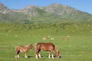 Photo Pyrénées-Orientales