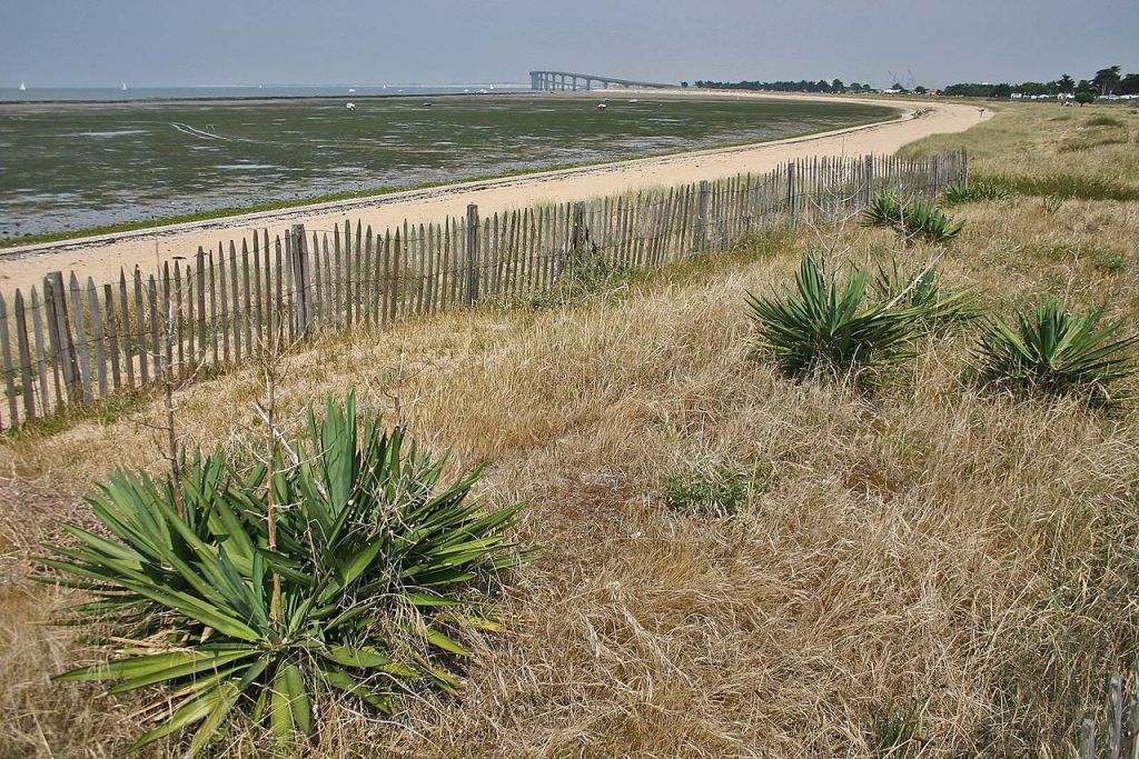 RivedouxPlage La plage nord à marée basse au fond de la baie le pont de lîle de Ré