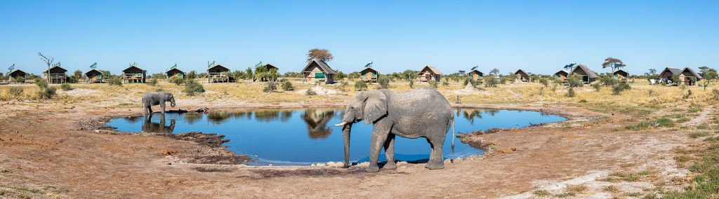 Éléphants de savane dAfrique à Elephant Sands dans le Botswana