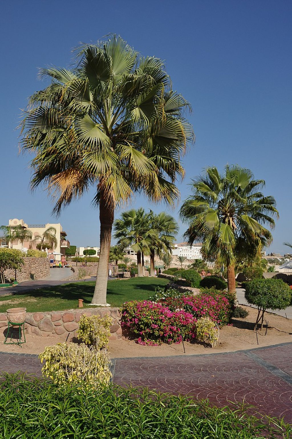 Sharm elSheikh Egypte jardin dun hôtel à White Knight Bay