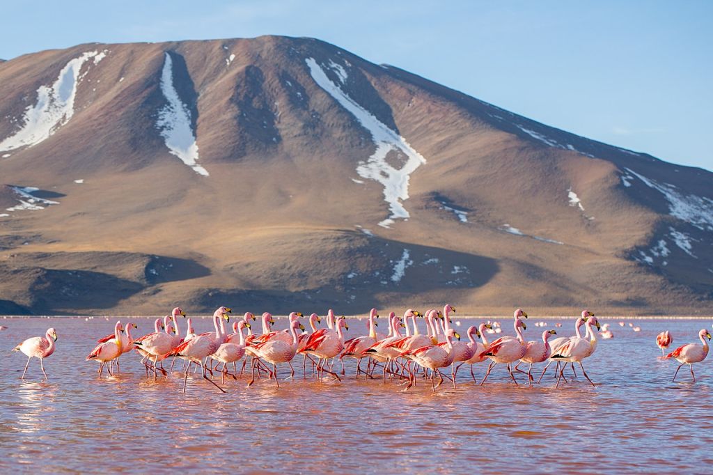 Jamess Flamingoes in Laguna Colorada Bolivia