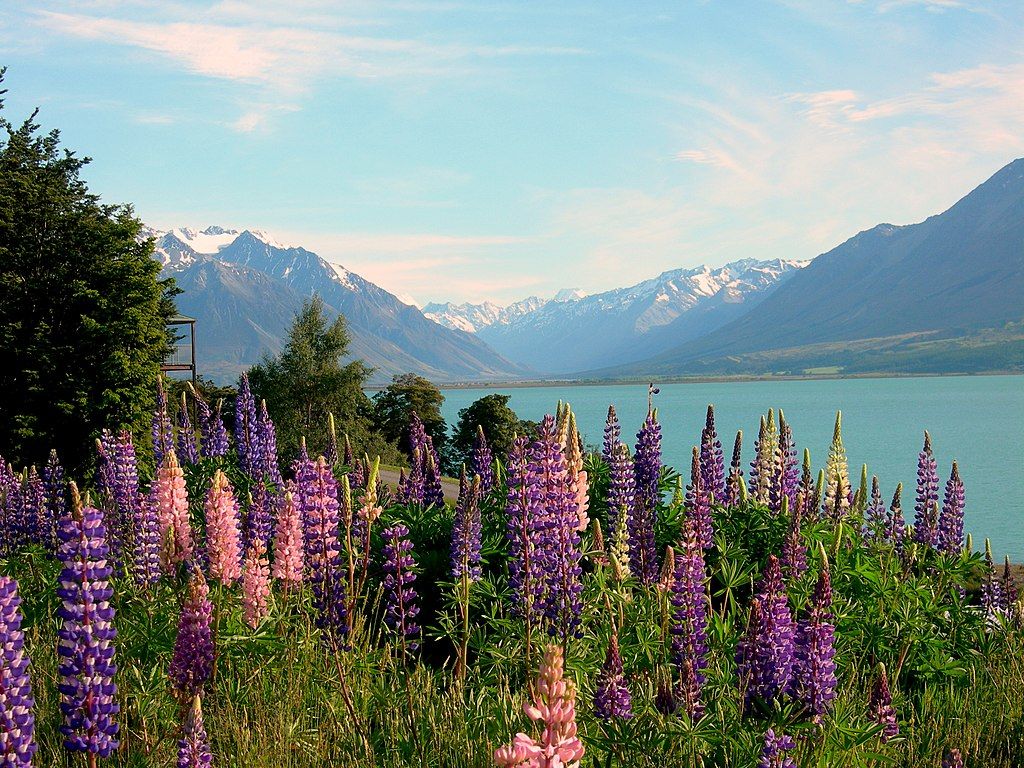 Lupin field in Ohau Lodge New Zealand
