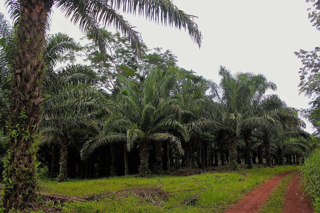 La palmeraie Oméga farm de Ndanga Cameroun