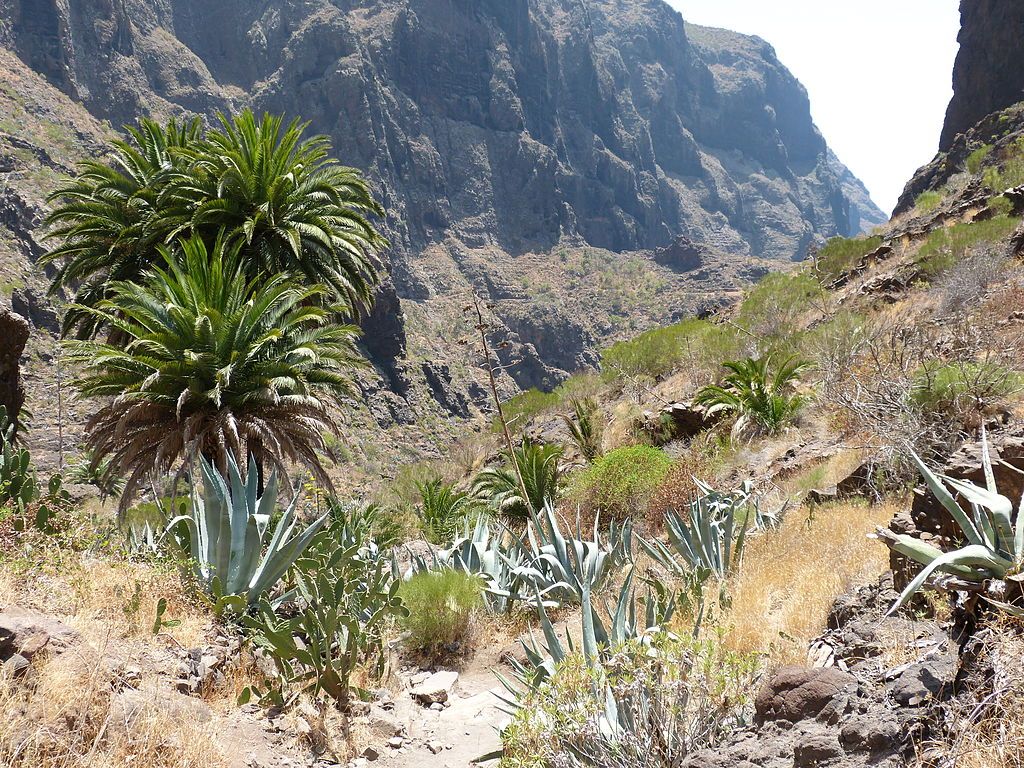 Palm Tree Canyon taken near Los GigantesTenerife