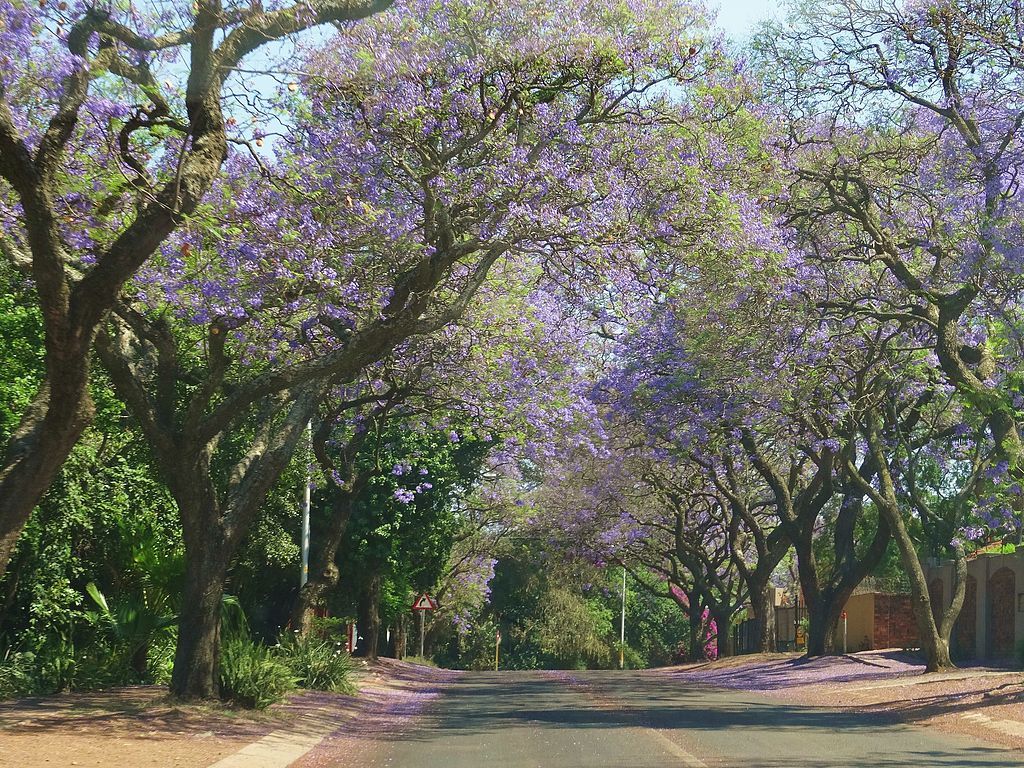 Street in Waterkloof suburb Pretoria