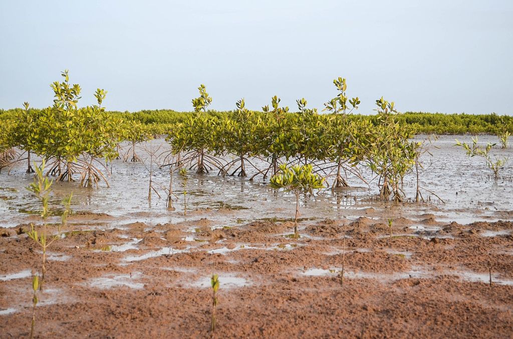 Mangroves in Casamance