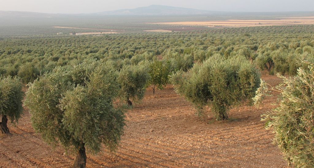 Les oliveraies  paysage typique de lAndalousie