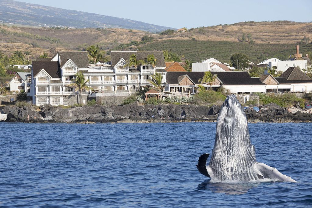Baleine Hotel