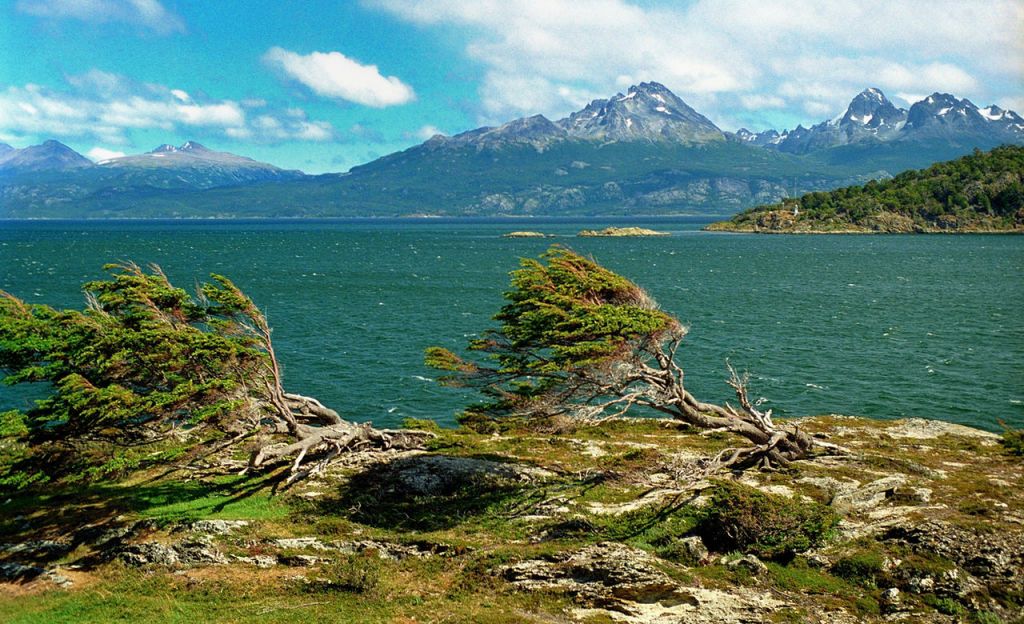 Nothofagus Puerto Harberton Tierra del Fuego Argentina